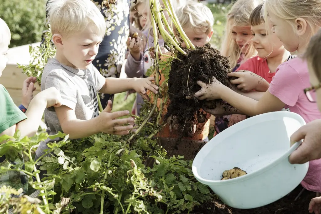 En flok børn hiver sammen en kartoffelplante op af jorden. En voksen holder en balje klar til kartoflerne.