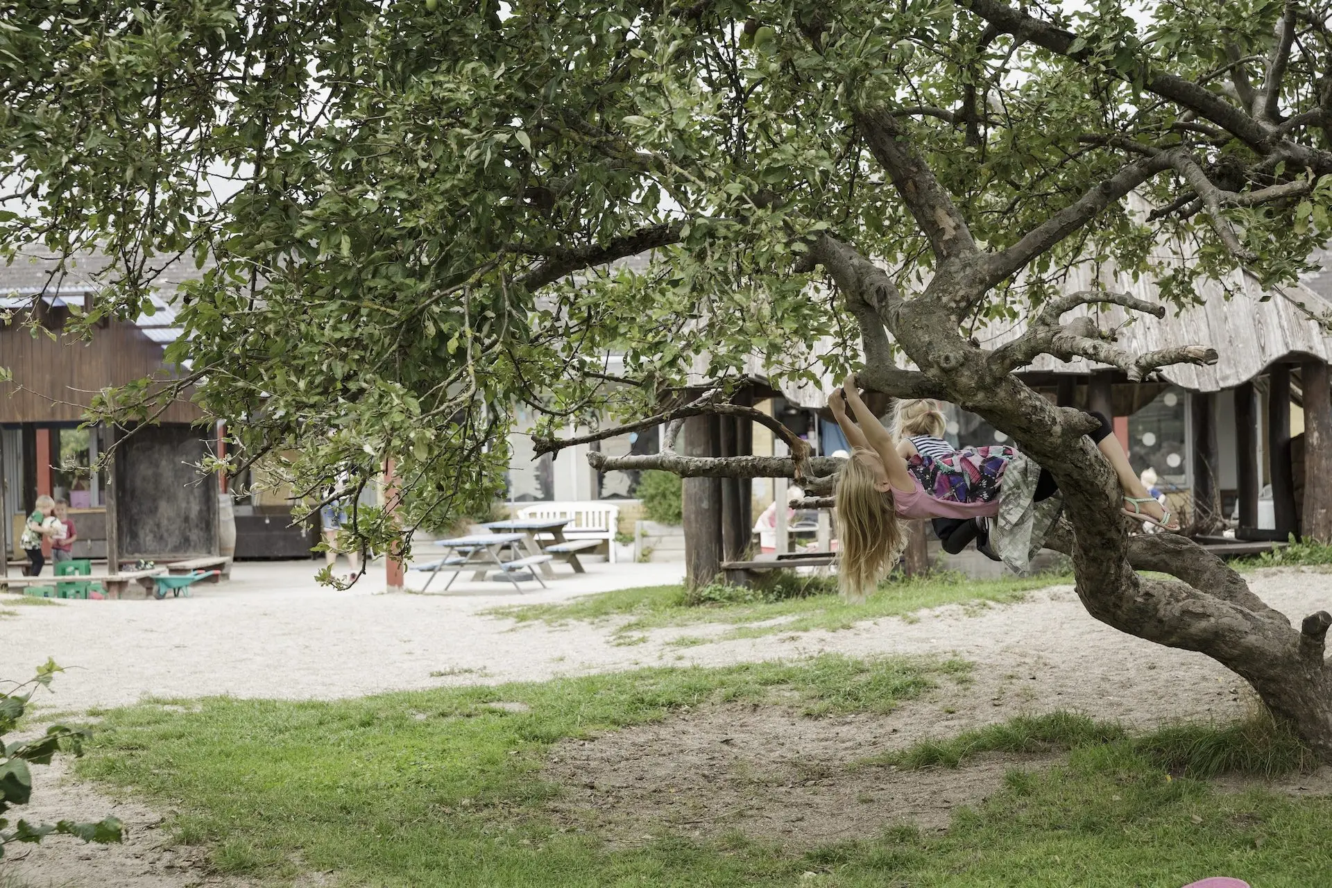 Et stort, gammelt æbletræ på legepladsen. En pige hænger i en af de lave grene, og bagved ligger huset og bænkebordene.